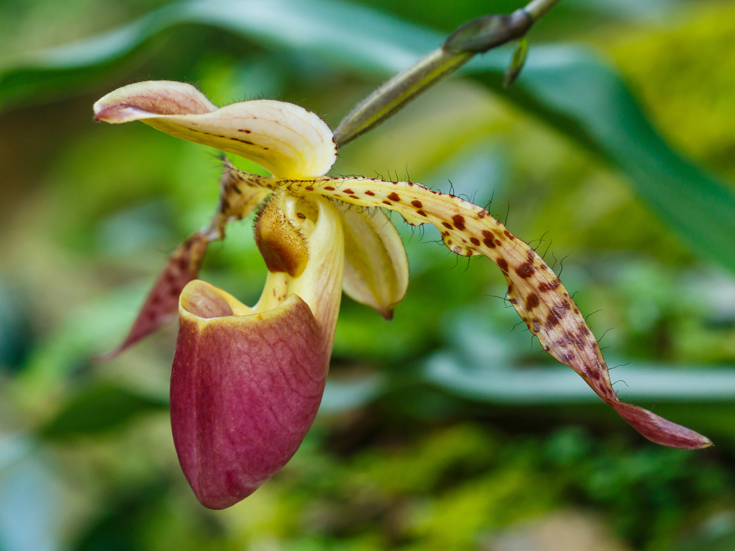 Cypripedium digitale Orchideenblüte