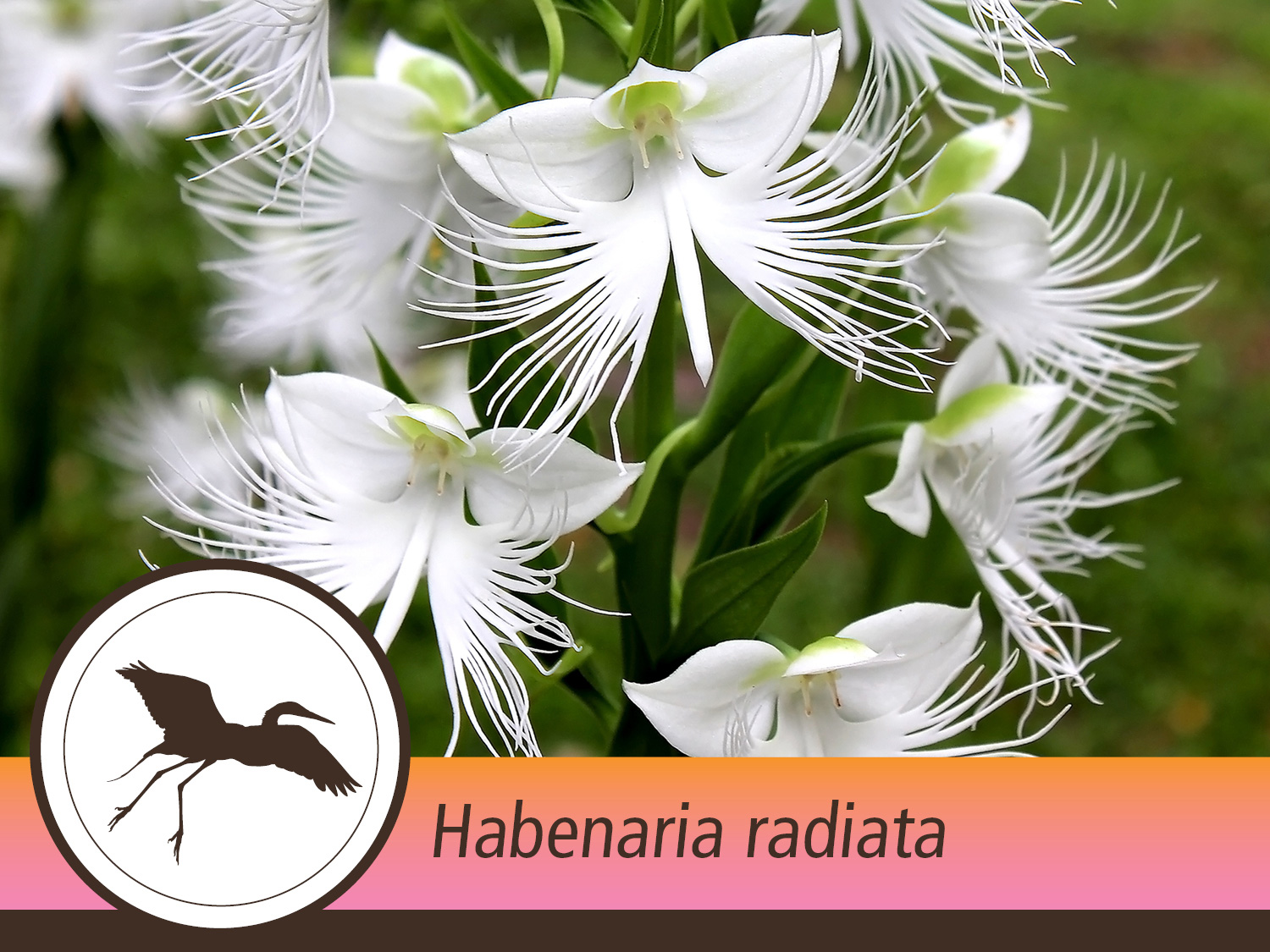 Habenaria radiata digitale Orchideenblüte