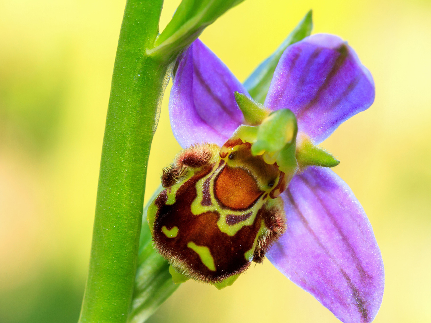 Ophrys apifera digitale Orchideenblüte