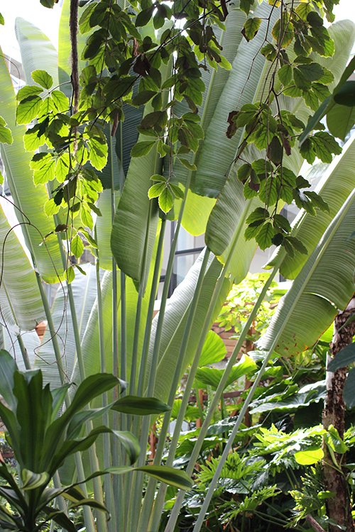 Traveler's Palm in the Biosphere Potsdam