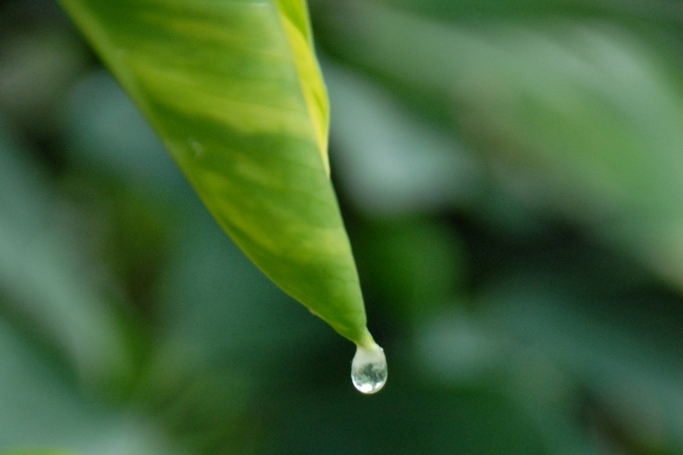 Wassertropfen - Führung "Heilpflanzen" in der Biosphäre Potsdam