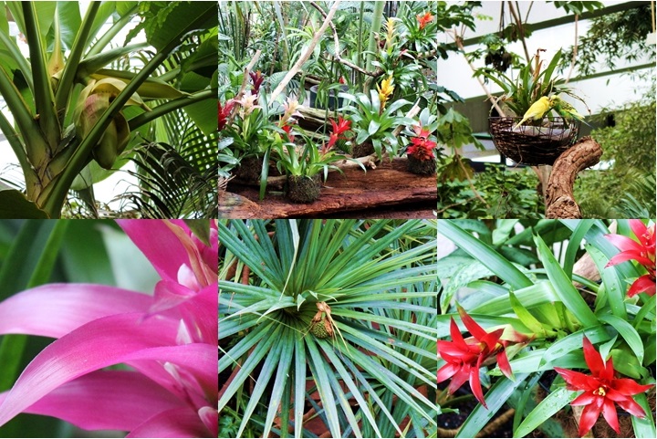 Blühten und Blumen in der Biosphäre Potsdam