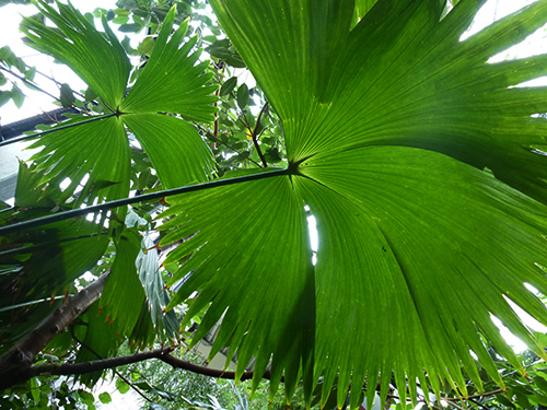 Panama-Hut-Pflanze in der Biosphäre Potsdam