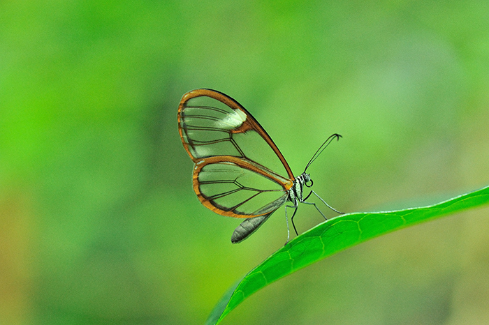 Schmetterling Schmetterling in der Biosphäre Potsdam