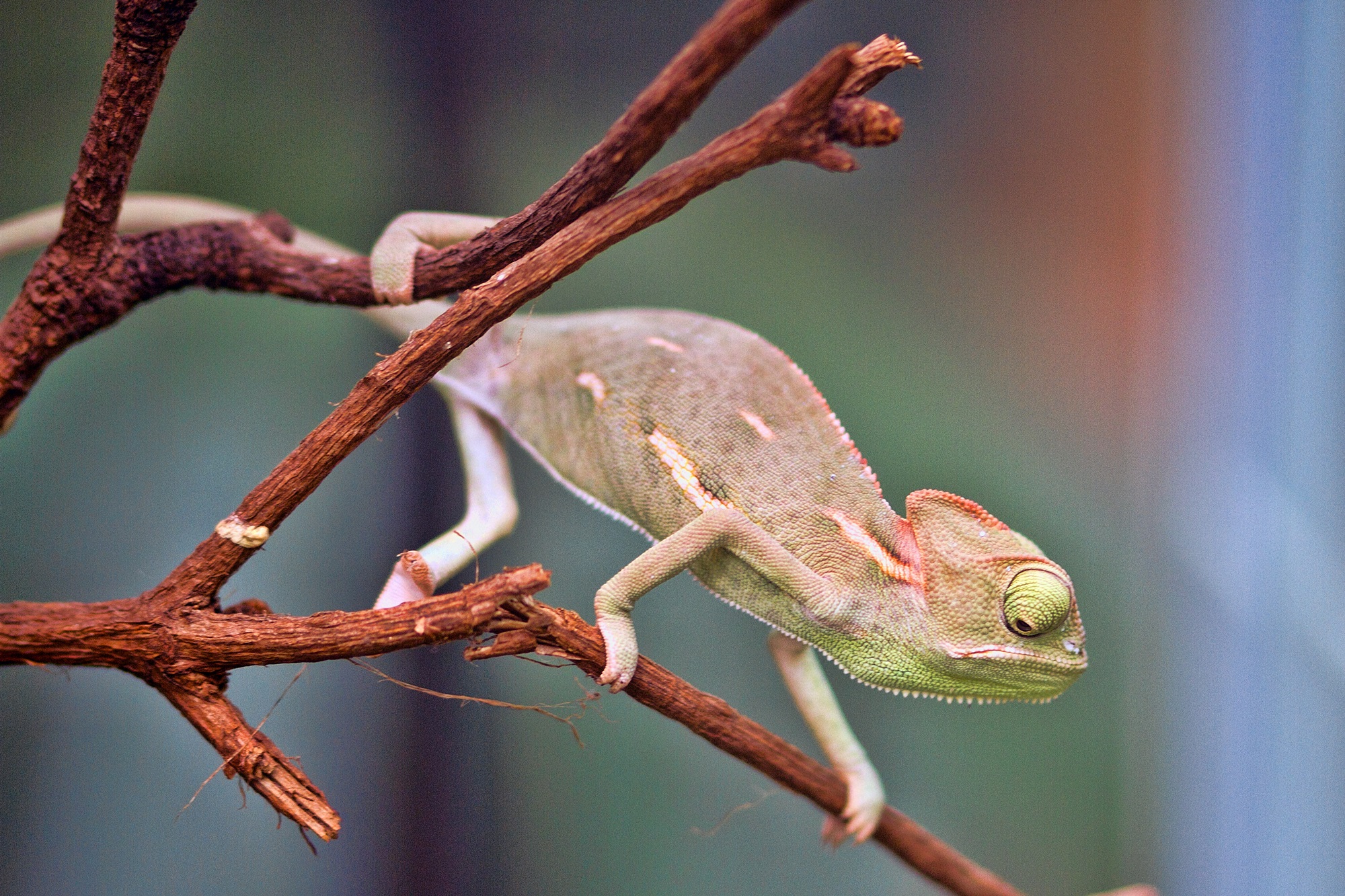 Veiled chameleon in the Biosphere Potsdam