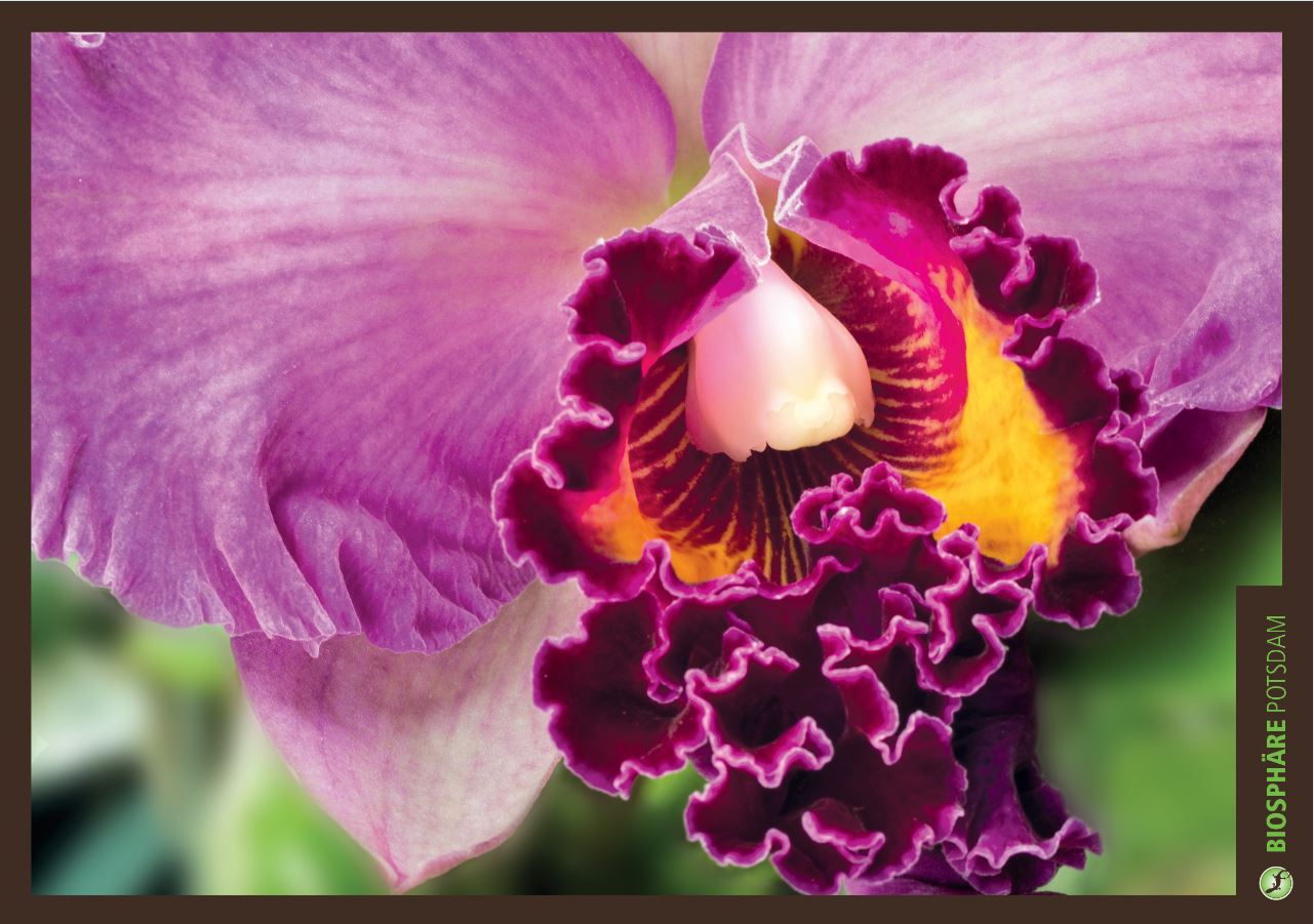 Orchideensonderschau in der Biosphäre Potsdam
