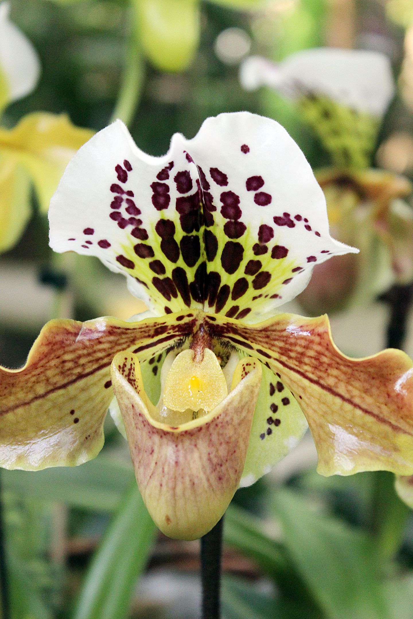 Orchideenblüte Ausstellung 2021 Biosphäre Potsdam