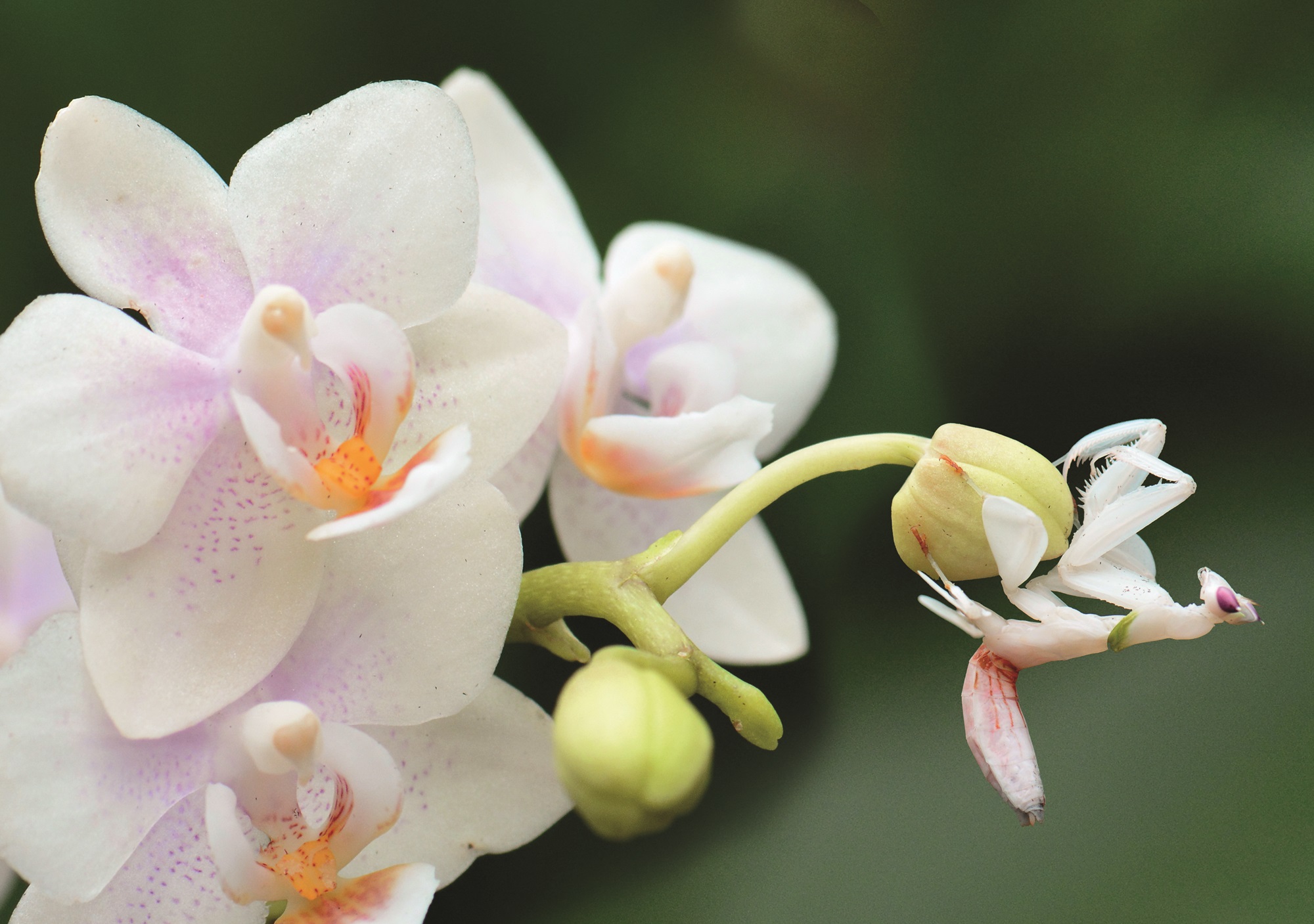 Fangschreckenart Orchideenblüte Biosphäre Potsdam