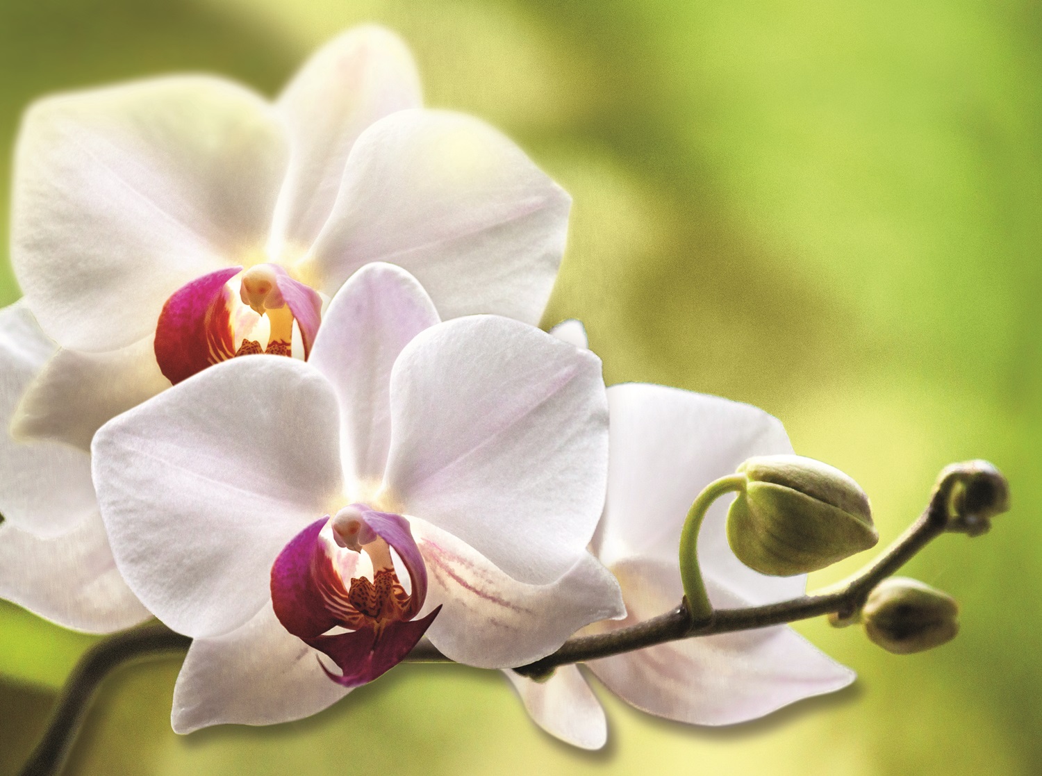 Orchideenausstellung 2020 in der Biosphäre Potsdam