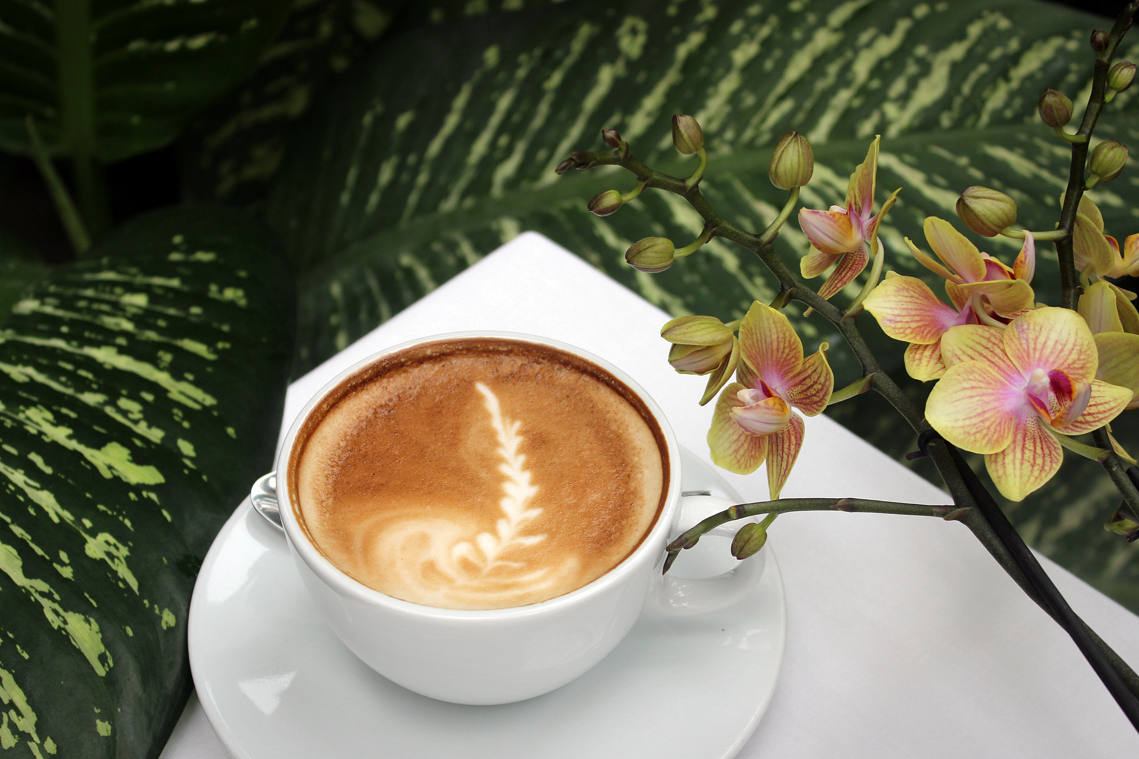 Café in der Biosphäre Potsdam zur Orchideenblüte 2018