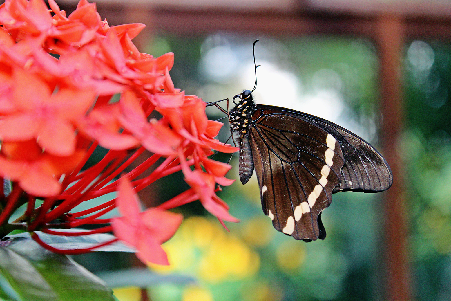 Führung "Schmetterlinge der Tropen" in der Biosphäre Potsdam