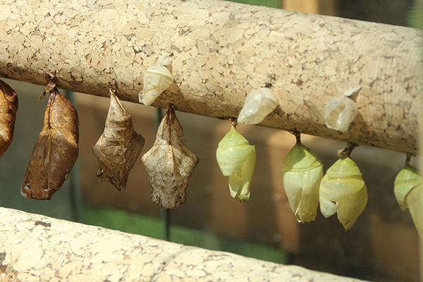 Puppen von Schmetterlingen Biosphäre Potsdam